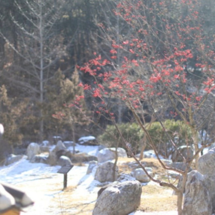 Exploring Daegu Arboretum: A Winter Oasis2385