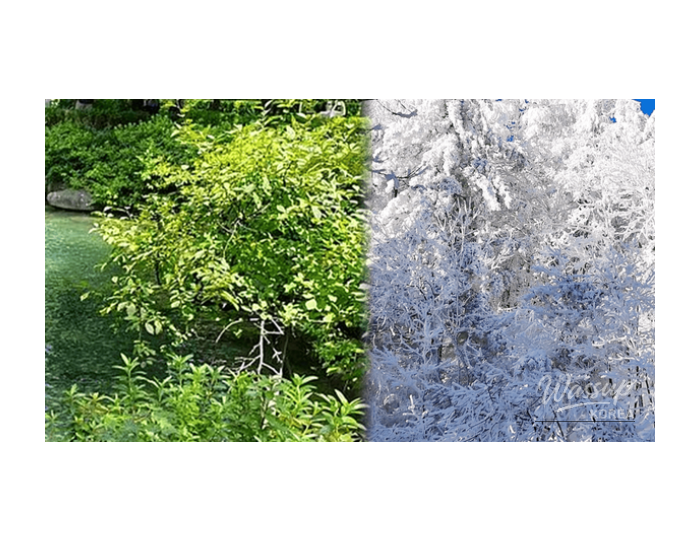 Exploring Taebaek: Best Places to Visit in February float