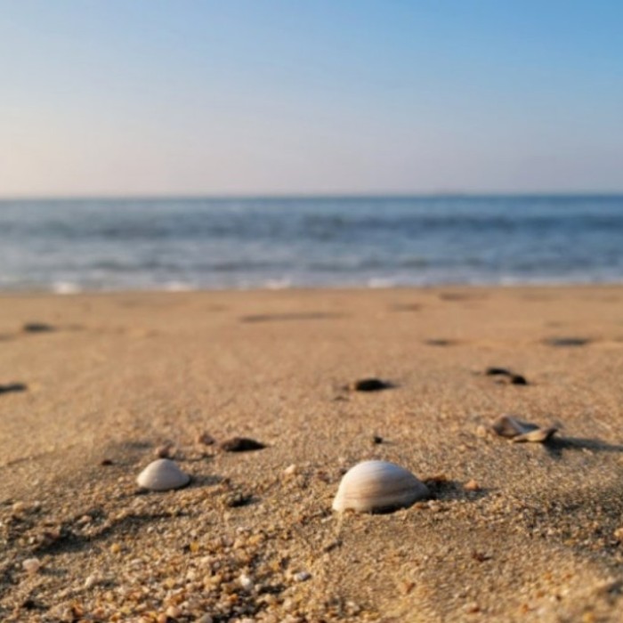 Exploring Bangamari Beach: A Hidden Gem on the West Coast2424