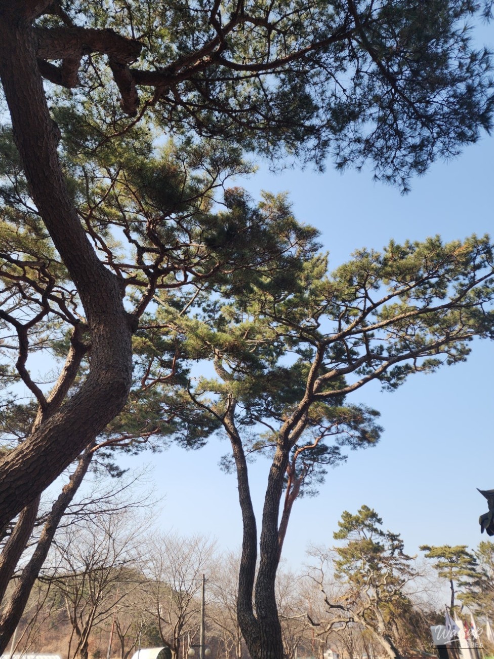 A Visit to the Jangansingi Pine Forest Park in Gijang-gun_03