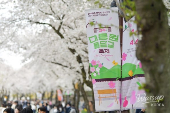 Gyeongju Cherry Blossom Festival: Daereungwon Stone Wall Path_04