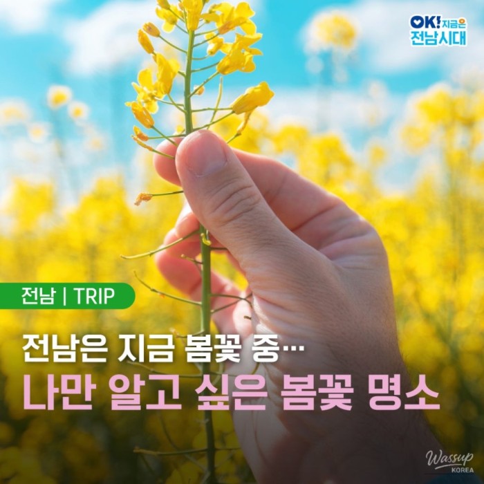 Spring Blossoms in Jeollanam-do2498