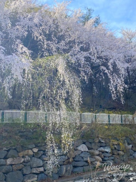 Spring Cherry Blossom Preview in Daegu_12