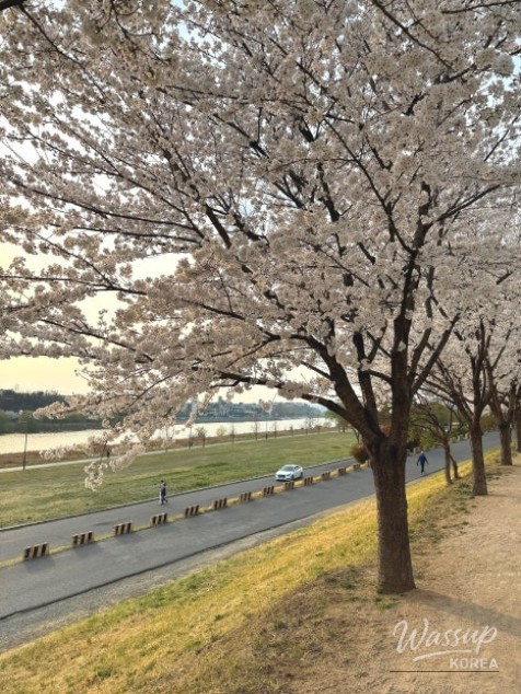 Spring Cherry Blossom Preview in Daegu_05