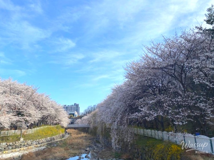 Spring Cherry Blossom Preview in Daegu_11