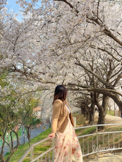 Spring Cherry Blossom Preview in Daegu_03