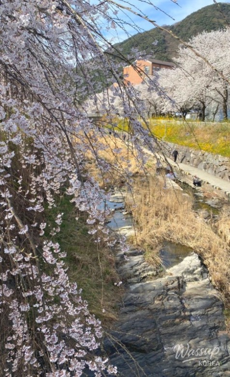 Spring Cherry Blossom Preview in Daegu_13