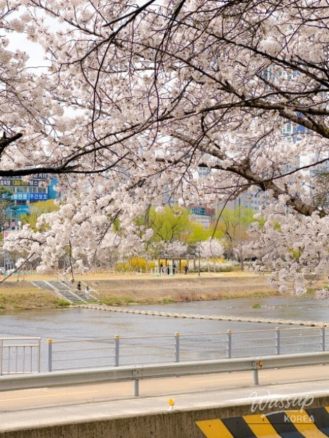 Spring Cherry Blossom Preview in Daegu_08