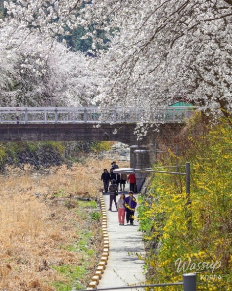 Spring Cherry Blossom Preview in Daegu_10