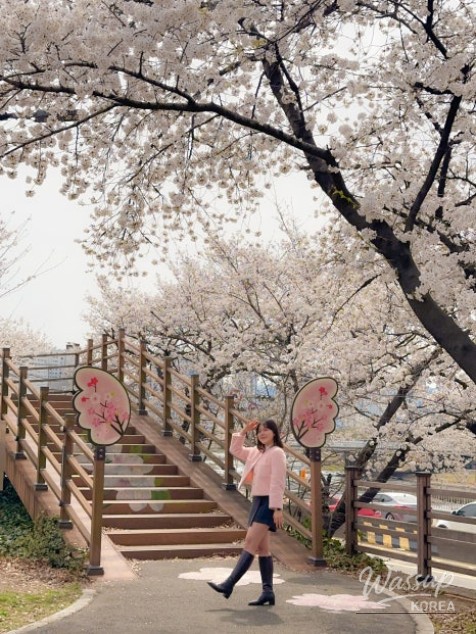 Spring Cherry Blossom Preview in Daegu_09