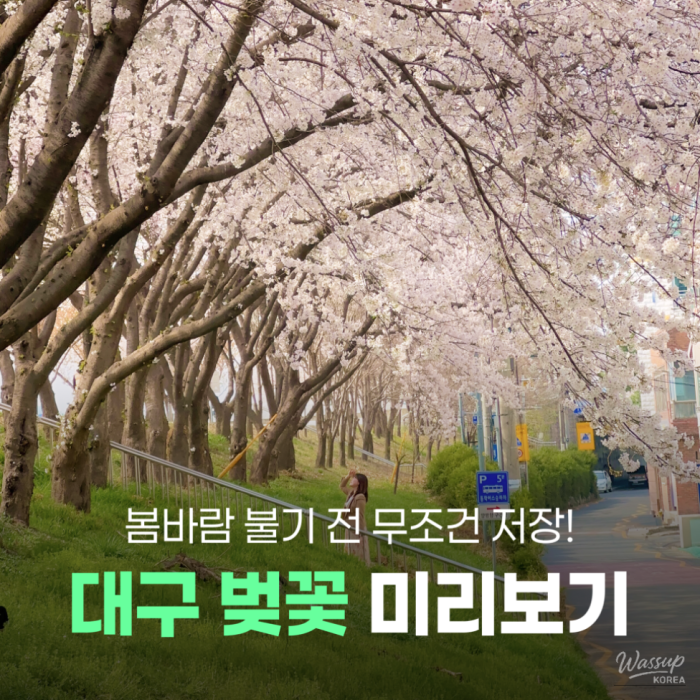 Spring Cherry Blossom Preview in Daegu1364