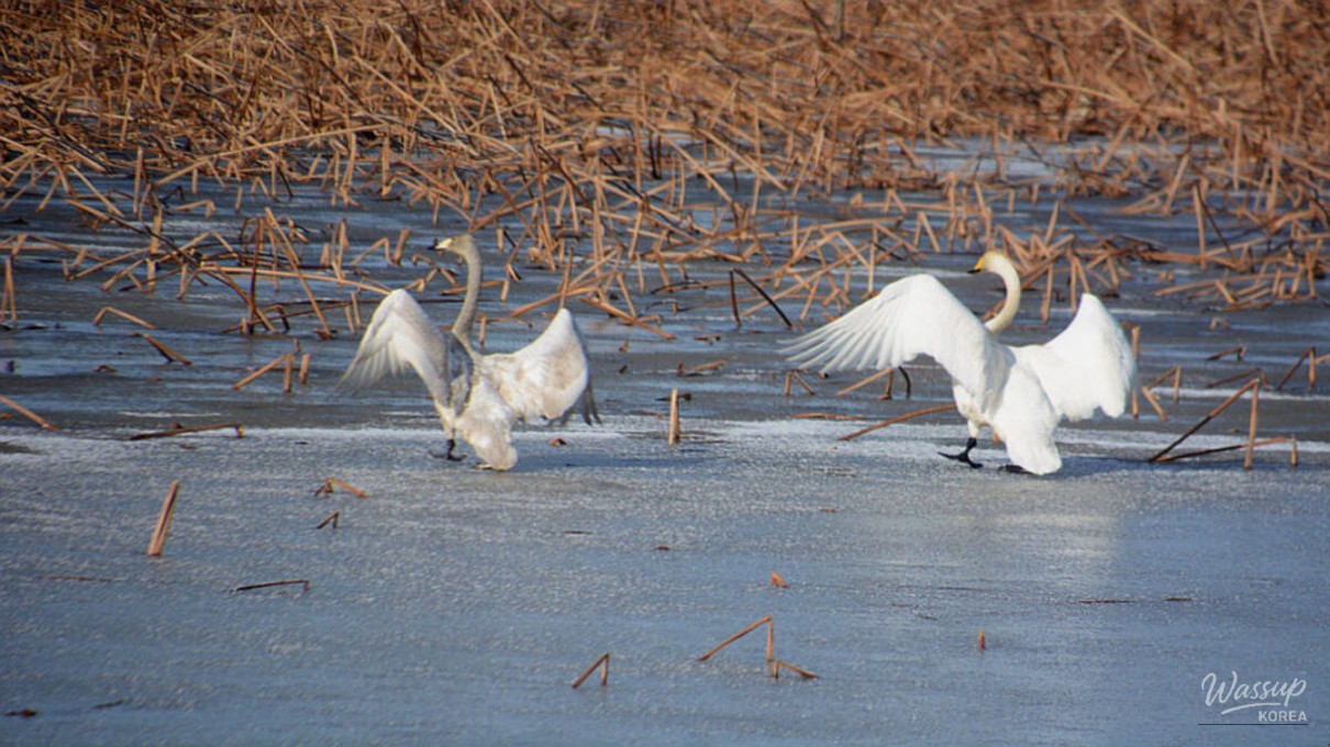 Exploring the Tranquility of Usupje Reservoir in Winter_04