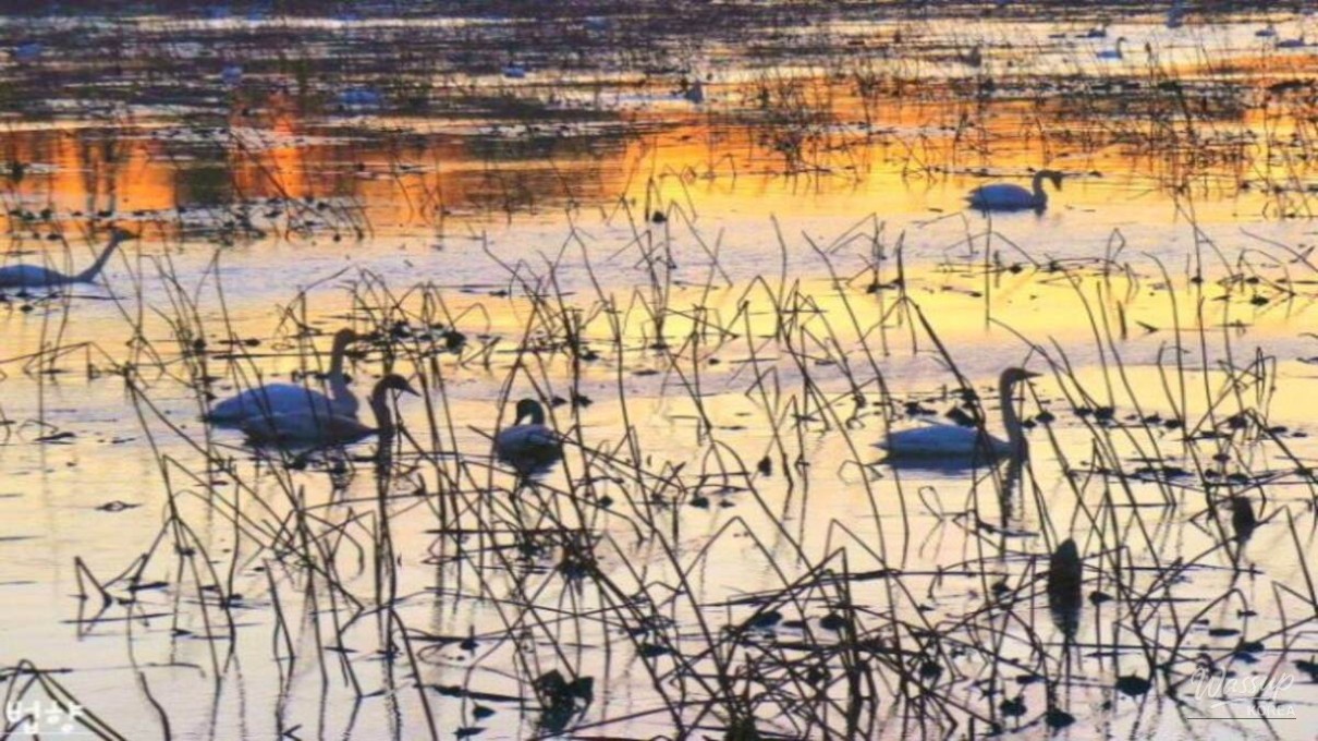 Exploring the Tranquility of Usupje Reservoir in Winter_05