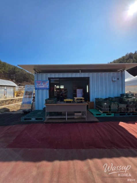 Exploring the Boeunri Rice Sledding Park in Ulsan_06