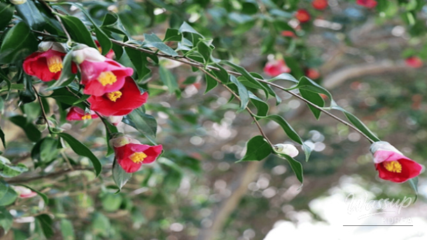Exploring the Beauty of Camellia Flowers in Early Spring_04