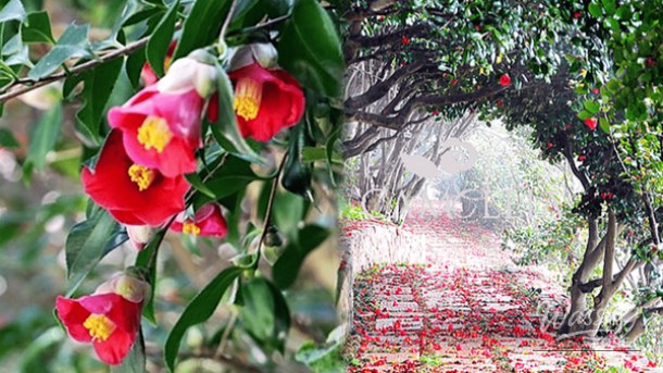 Exploring the Beauty of Camellia Flowers in Early Spring_01
