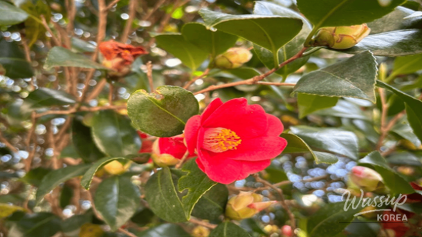 Exploring the Beauty of Camellia Flowers in Early Spring_03