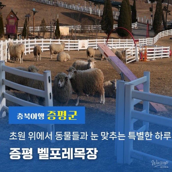 Discovering Belfore Farm: A Family-Friendly Destination in Chungcheongbuk-do2531