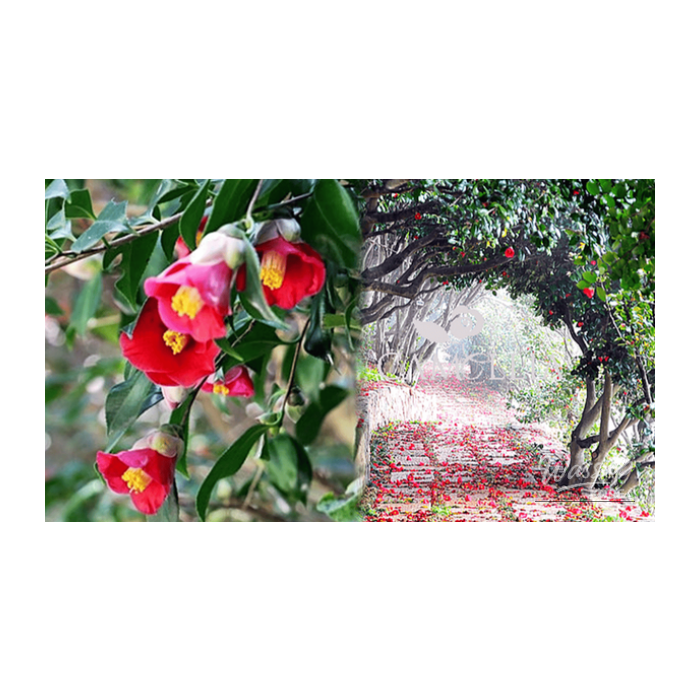 Exploring the Beauty of Camellia Flowers in Early Spring2551