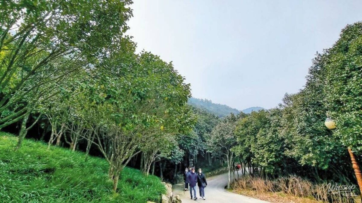 Exploring Wando Arboretum: A Winter Escape_05