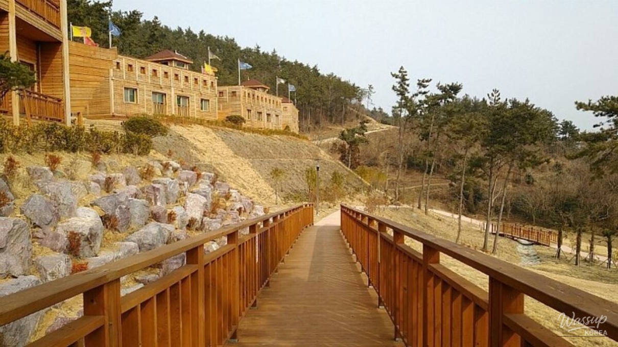 Discovering the Natural Beauty of Jindo National Natural Recreation Forest_04