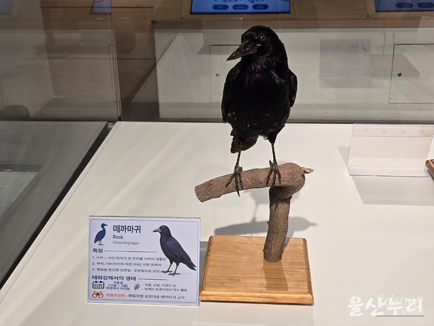 Exploring the Taehwa River National Garden and the Spectacle of Flocking Crows in Ulsan_05