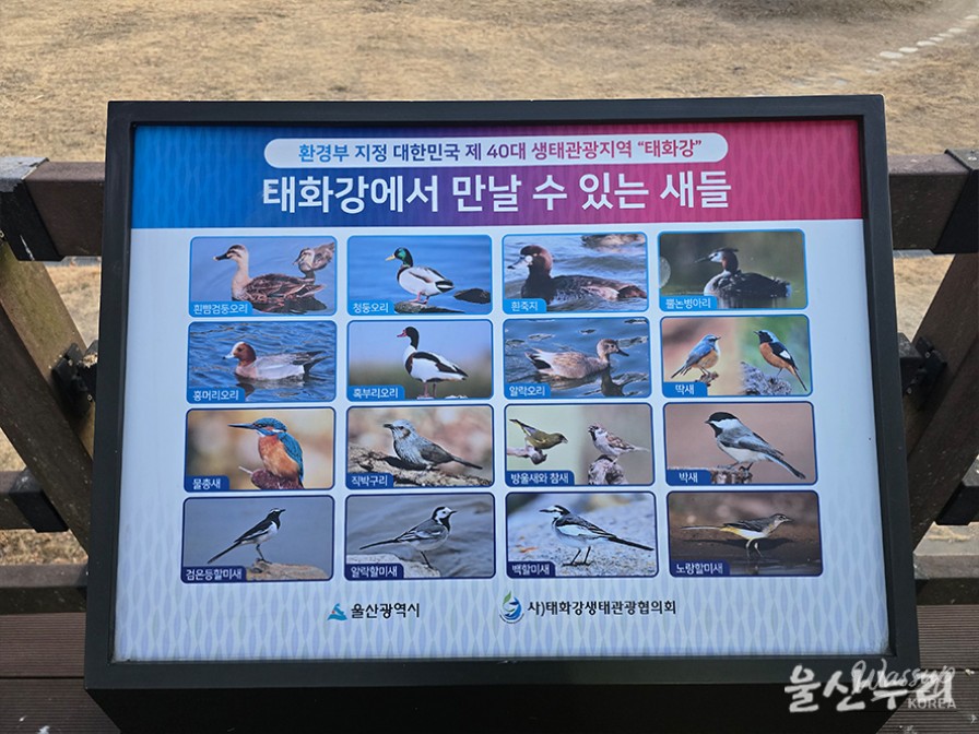 Exploring the Taehwa River National Garden and the Spectacle of Flocking Crows in Ulsan_09