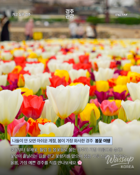 Spring Travel in Gyeongju_06