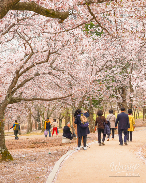 Spring Travel in Gyeongju_07