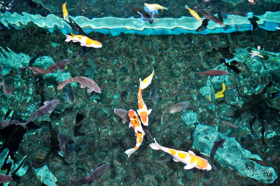Exploring the Chungbuk Aquarium in Goesan_02