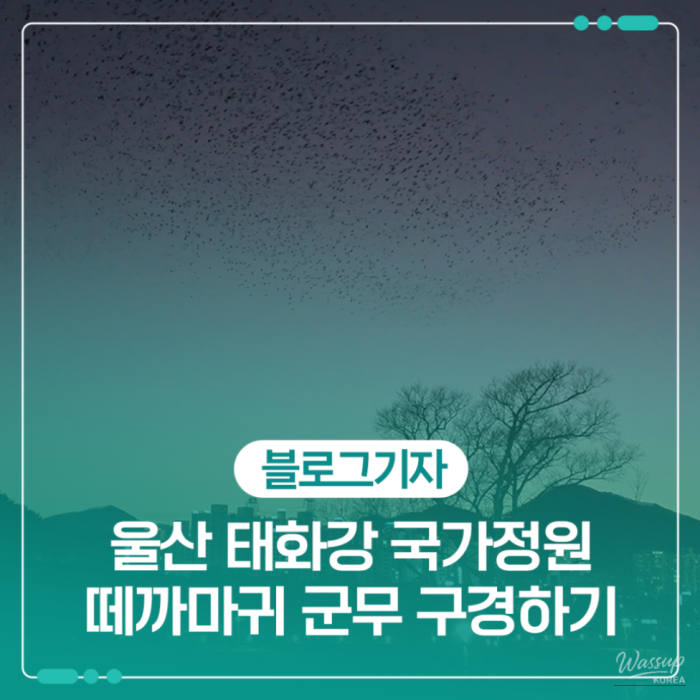 Exploring the Taehwa River National Garden and the Spectacle of Flocking Crows in Ulsan1395