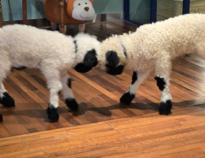 A Warm Escape in Pocheon: My Animal Story float