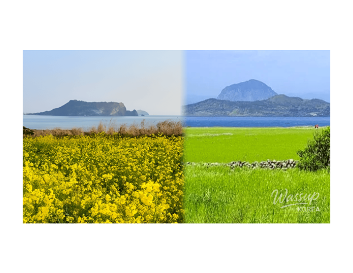 Spring Awakening in Jeju: Top 4 Destinations float