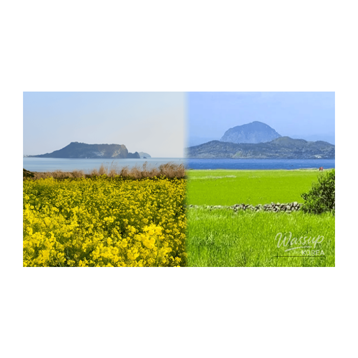 Spring Awakening in Jeju: Top 4 Destinations2619