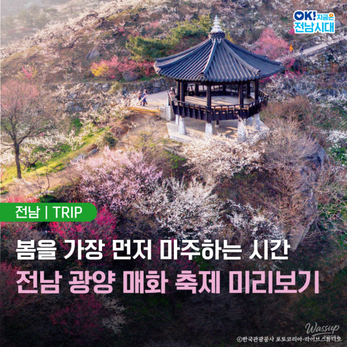 The Arrival of Spring in Gwangyang's Plum Blossom Village2621