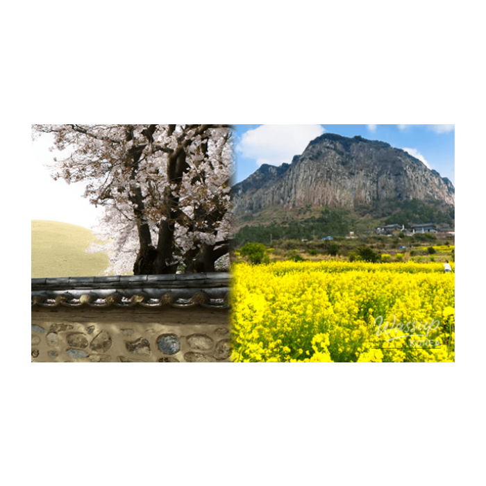 Spring Destinations in Korea: Best 4 for Late February2652