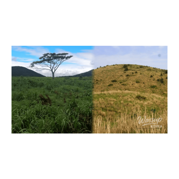 Exploring the Best Ores in Jeju: A Spring Adventure2676