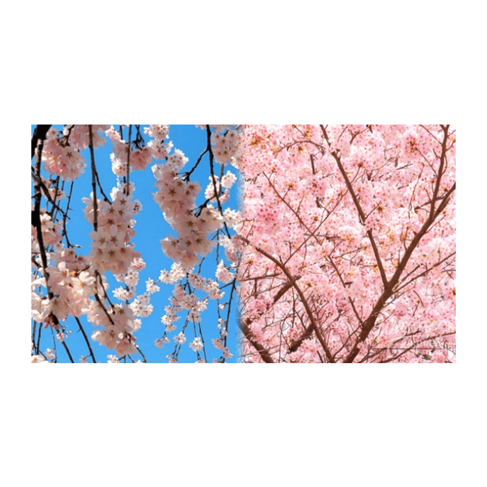 Best Cherry Blossom Destinations in Gangwon Province2679