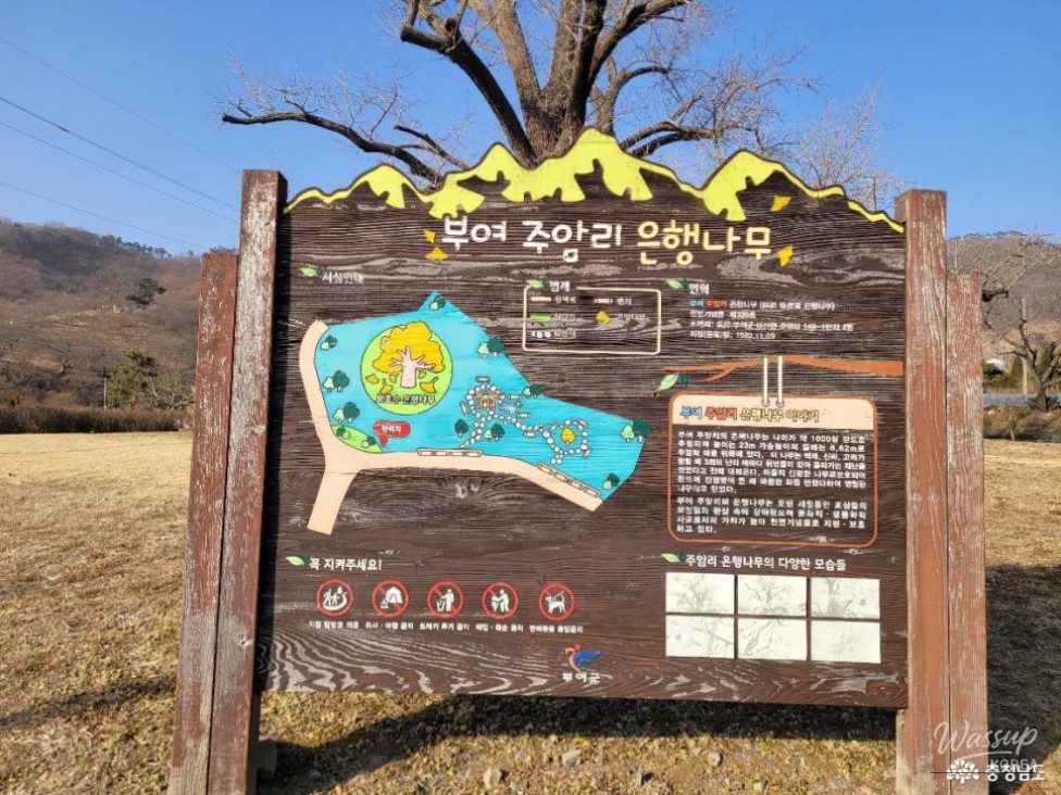 The Legend of the Baekje Ginkgo Tree and Rice Rock in Buyeo_05