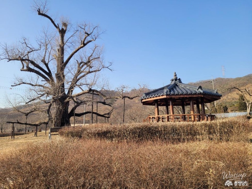 The Legend of the Baekje Ginkgo Tree and Rice Rock in Buyeo_06