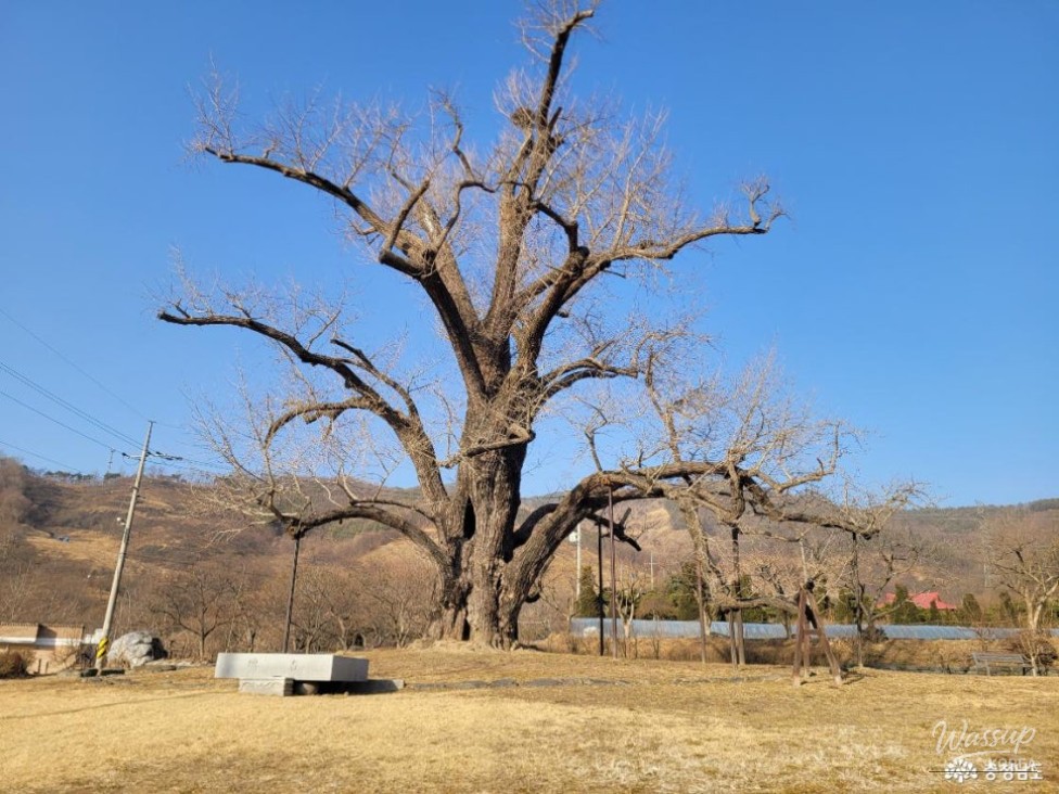 The Legend of the Baekje Ginkgo Tree and Rice Rock in Buyeo_04