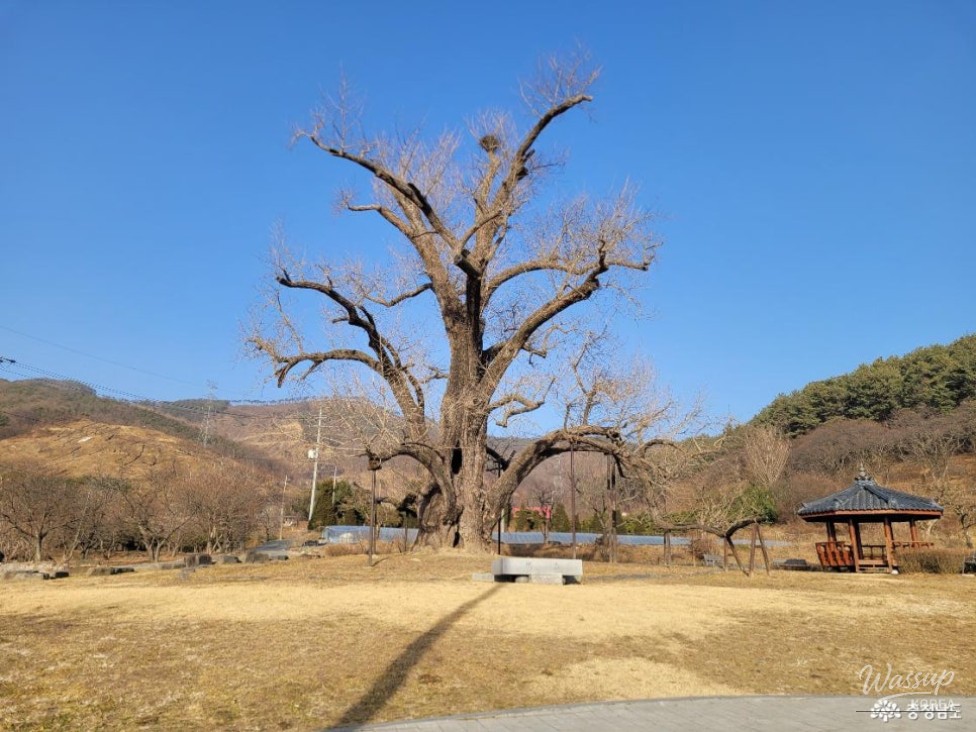 The Legend of the Baekje Ginkgo Tree and Rice Rock in Buyeo_03