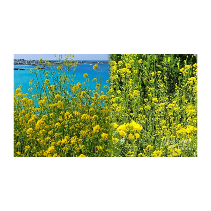 Discovering the Beauty of Jeju's Canola Flowers in Spring2686