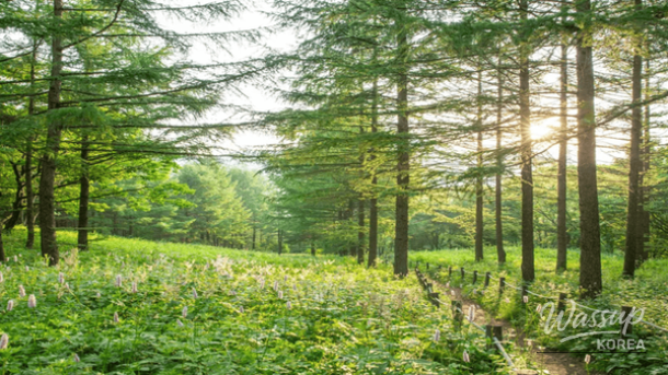 Top 4 Highland Travel Destinations to Experience Early Spring in Korea_02