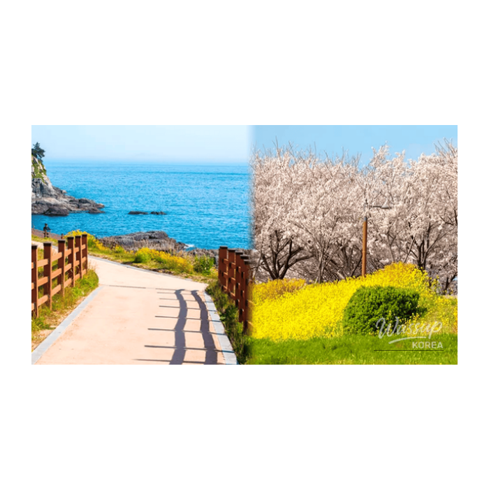 Discovering Spring in Busan: Top 4 Must-Visit Walking Spots2727