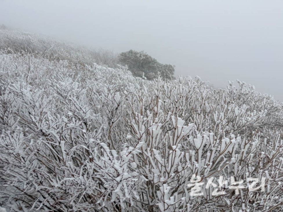 Exploring the Yeongnam Alps: A Winter Hiking Adventure_14
