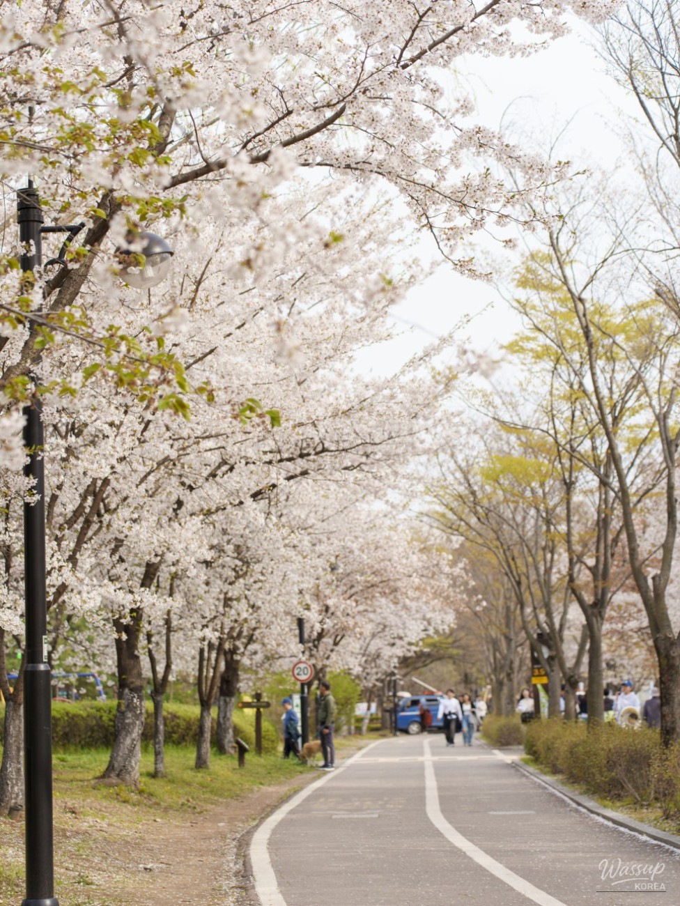 Spring Blooms in Goyang City_03