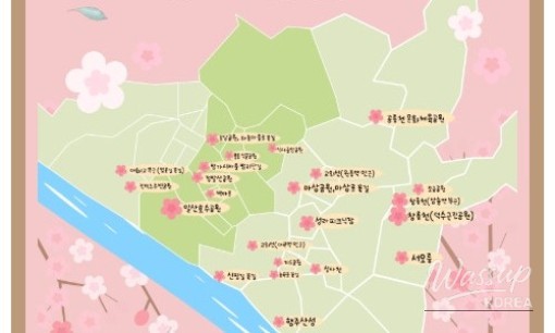 Spring Blooms in Goyang City_04