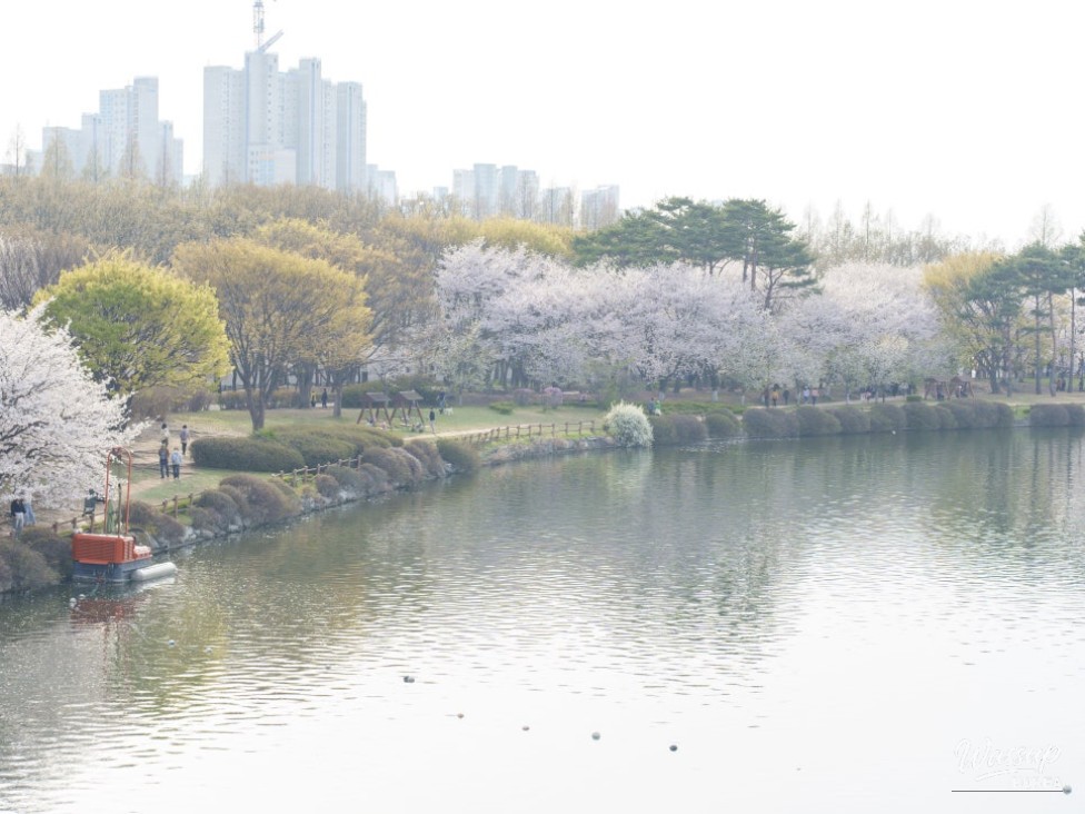 Spring Blooms in Goyang City_02