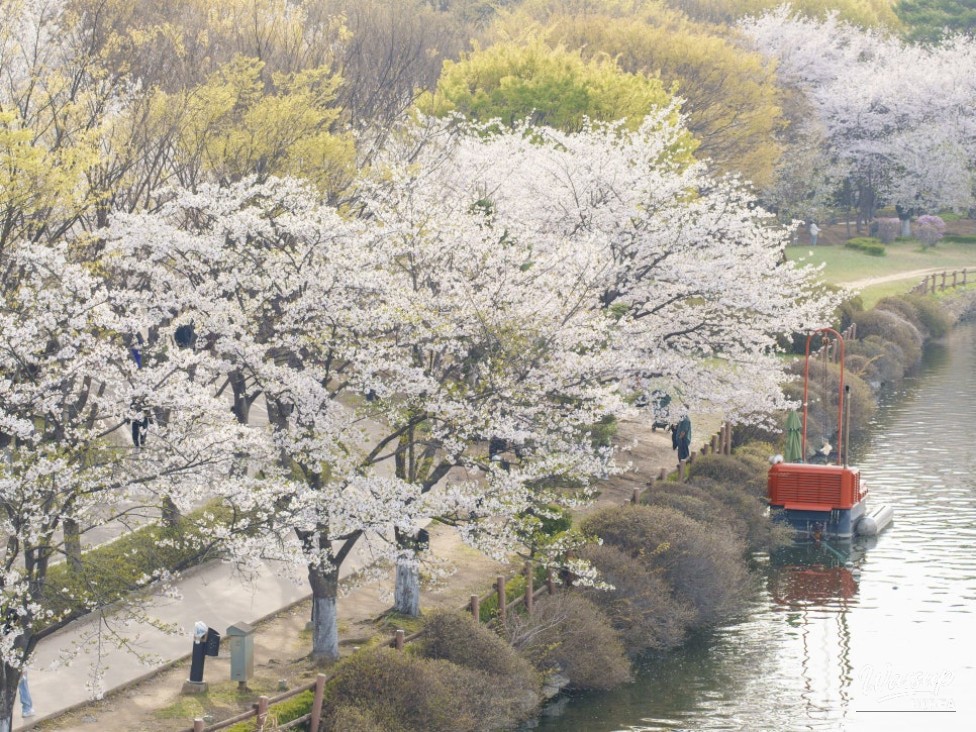 Spring Blooms in Goyang City_01